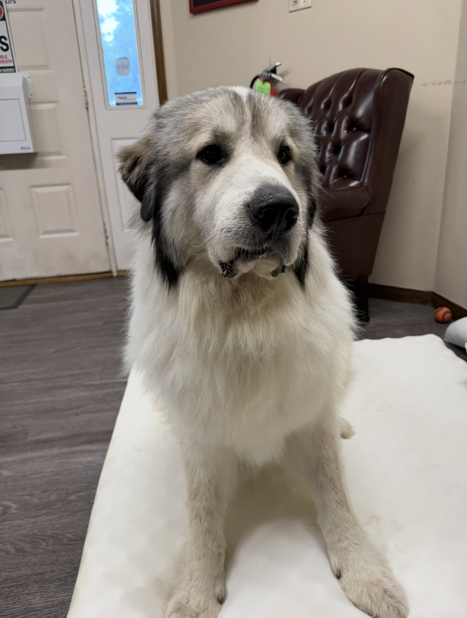 Bubba